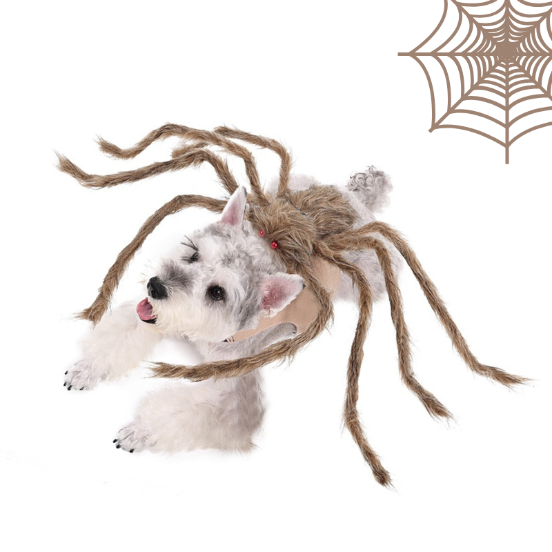 a dog wearing the brown custom in a front view