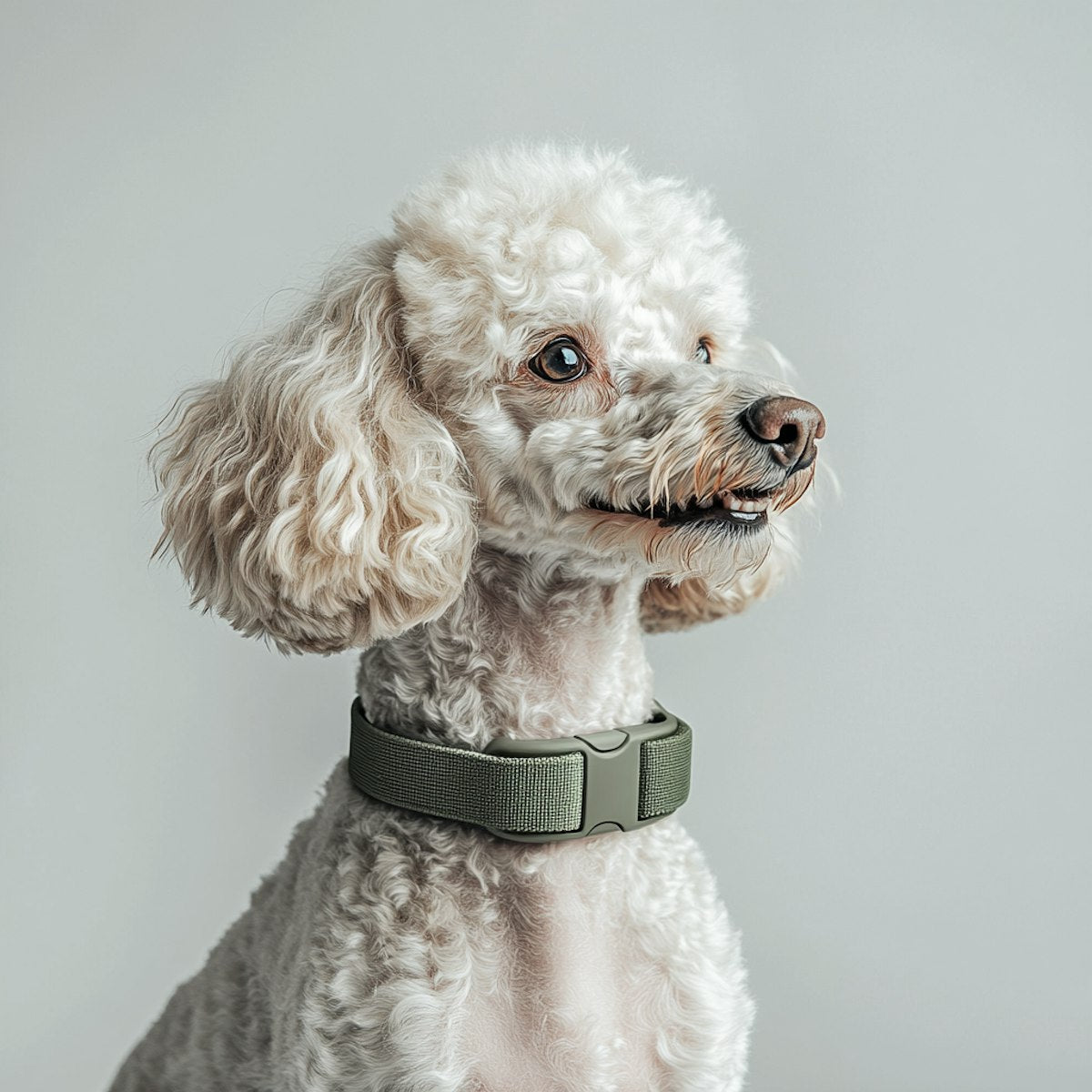 cute dog looking to his left