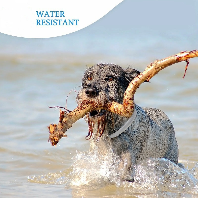 dog with the flea and tick collar on the water