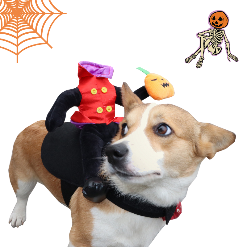 Dog wearing a Halloween costume with a small plush pumpkin and skeleton on a white background.