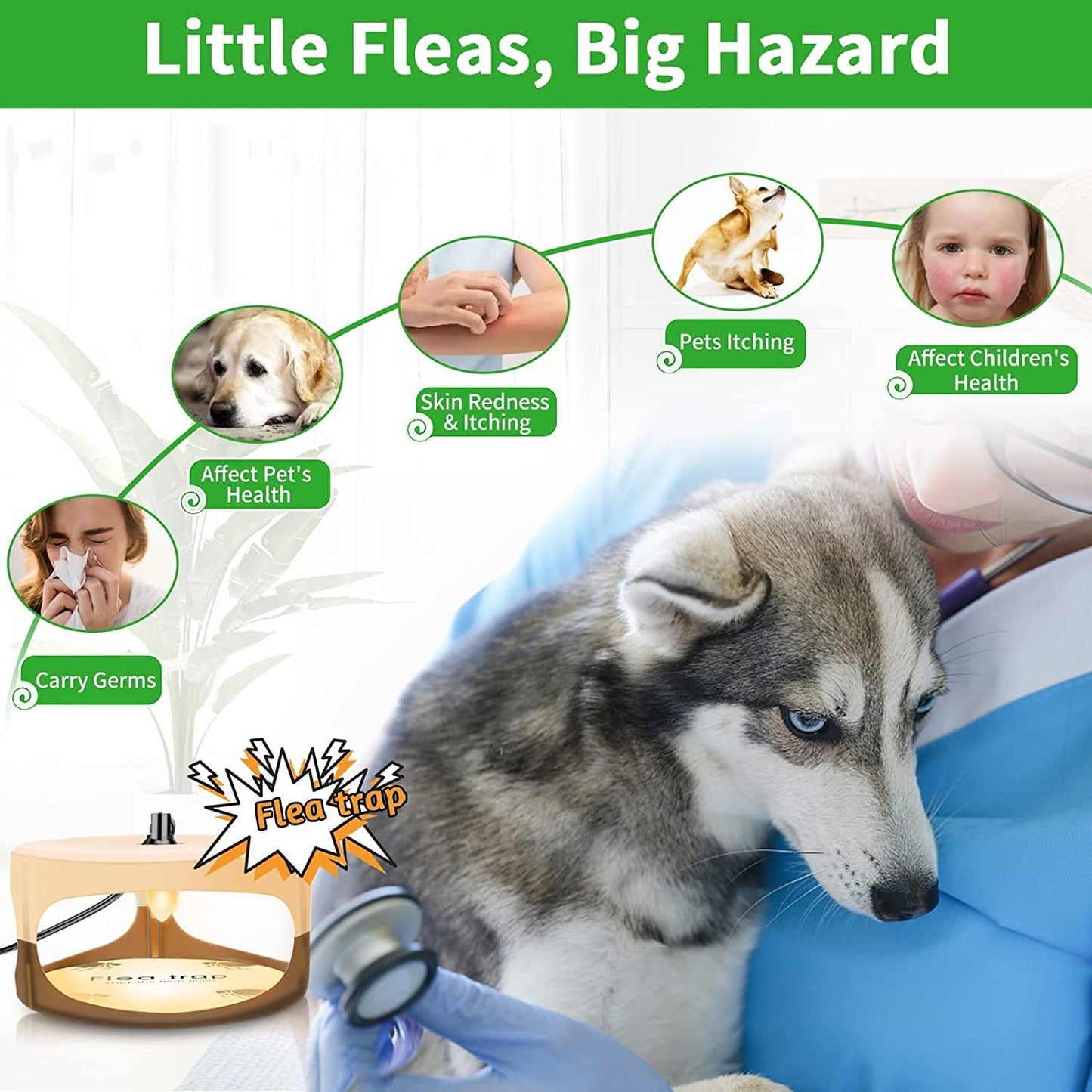 Dog with flea trap and health effects of fleas on humans and pets, with text 'Little Fleas, Big Hazard'.