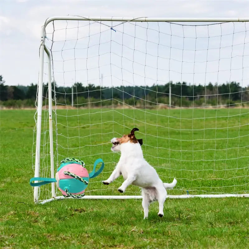 Interactive dog soccer ball dog playing happy