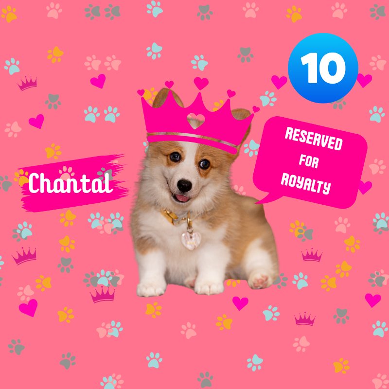 Dog with a pink crown on a pink background with decorative elements