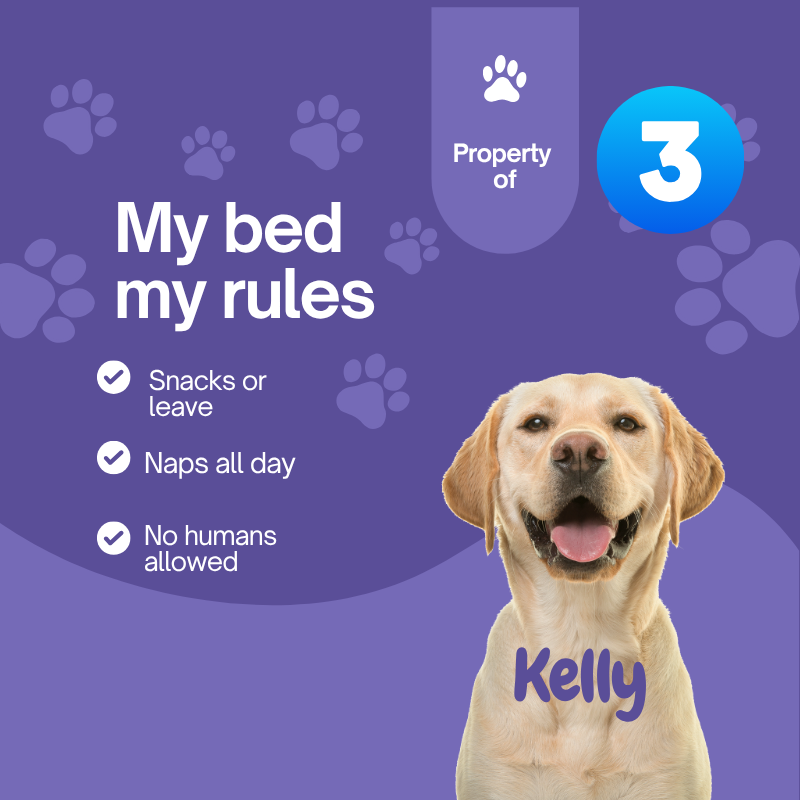 Dog named Kelly with a list of 'My bed, my rules' on a purple background
