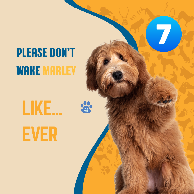 Dog sitting on a yellow background with text and number 7