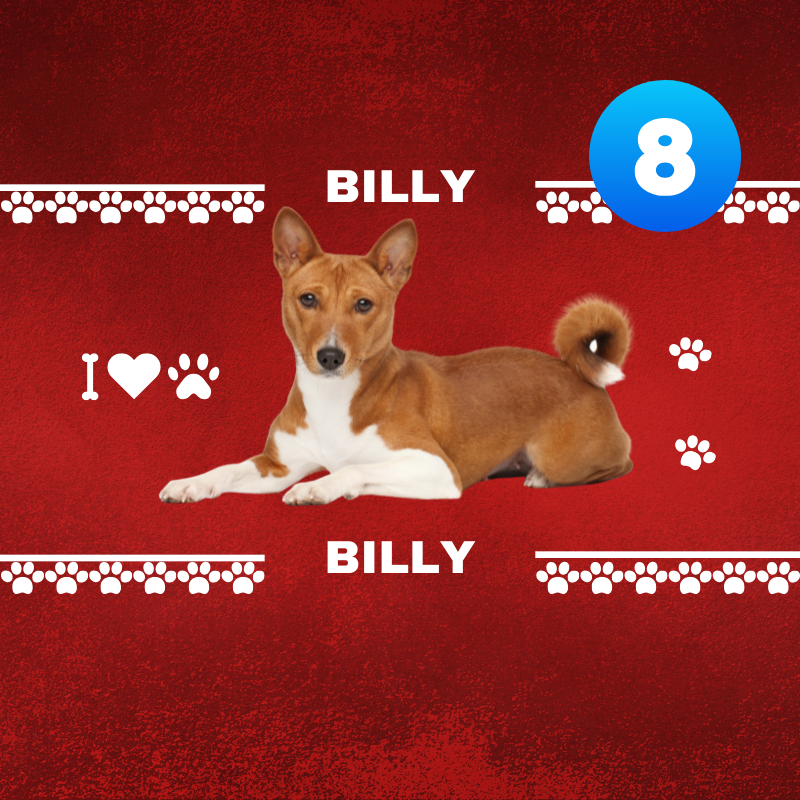 Dog named Billy on a red background with paw prints and the number 8.