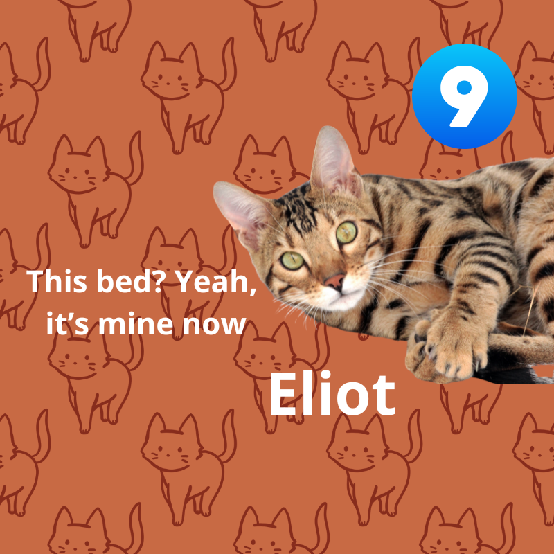 Cat named Eliot on an orange background with cat illustrations and a '9' logo.