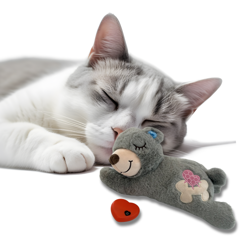 Cat sleeping next to a gray teddy bear toy on a white background