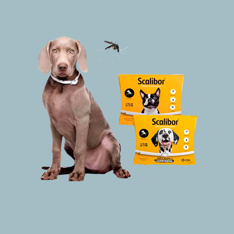 Dog wearing the Scalibor Flea & Deworming Collar, with a mosquito shown nearby, demonstrating protection from pests like mosquitoes and ticks.