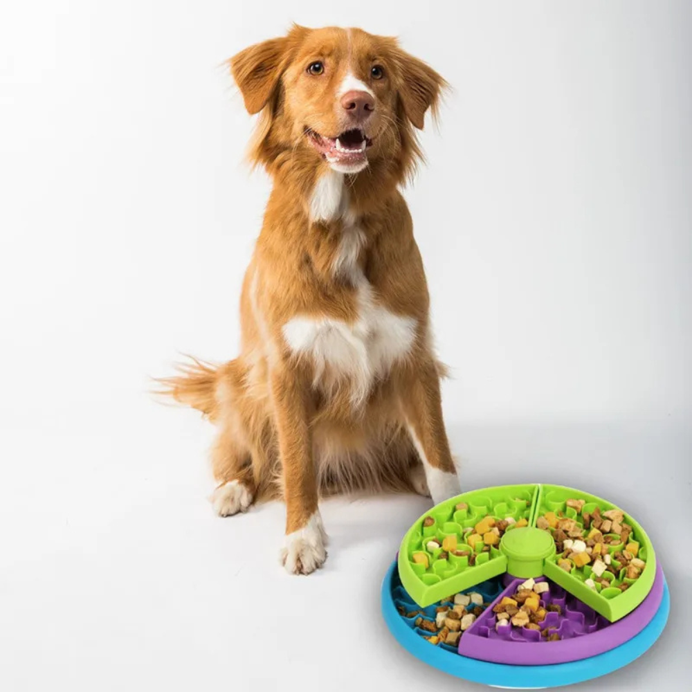 Dog sitting next to a colorful puzzle feeder filled with kibble on a white background