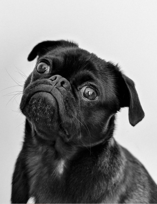 cute black dog with a rare look