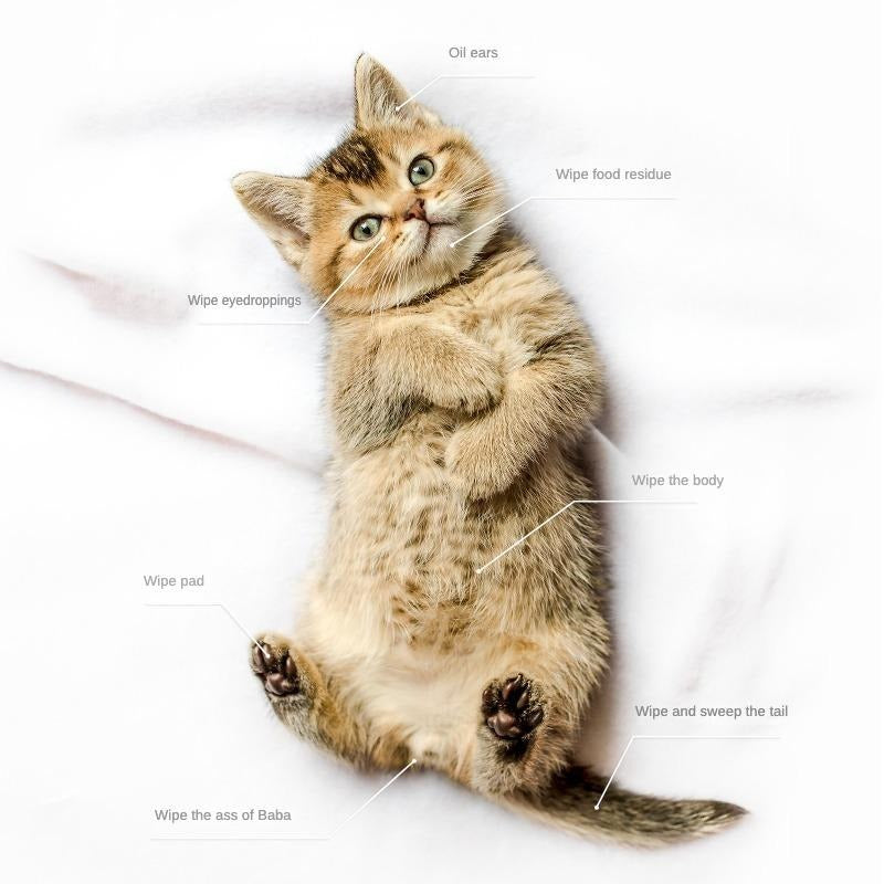 Relaxed cat enjoying the benefits of Pet Cleaning Glove Wipes – Hypoallergenic, soothing, coconut oil formula for ultimate comfort