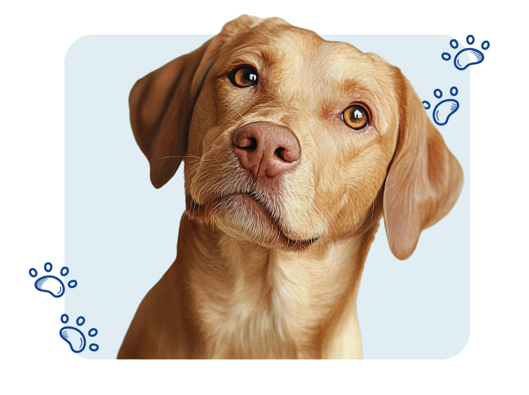 dog representing the dog supplies collection