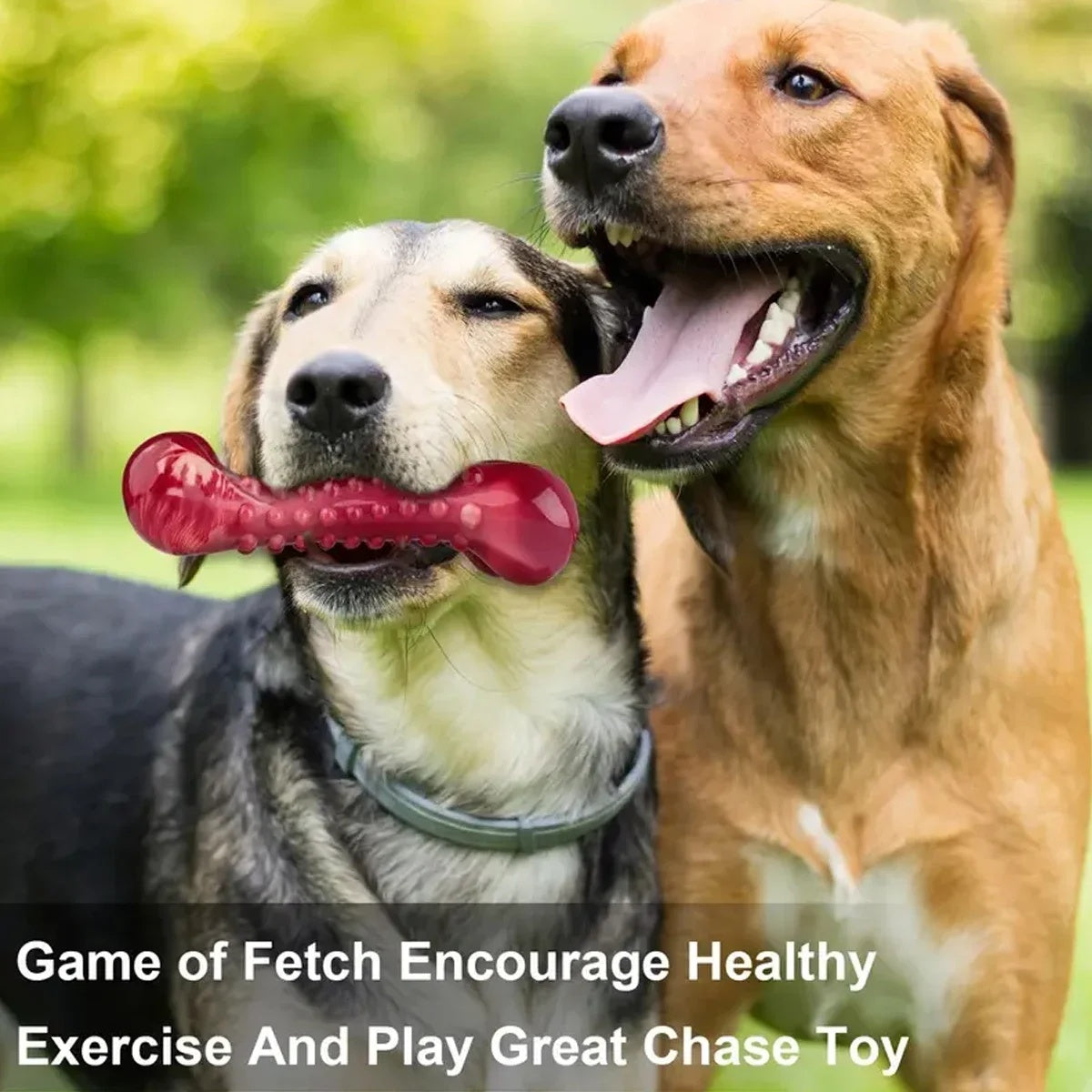 Red bone-shaped natural rubber dog chew toy with meat flavor, durable for teething and aggressive chewers two dogs playing