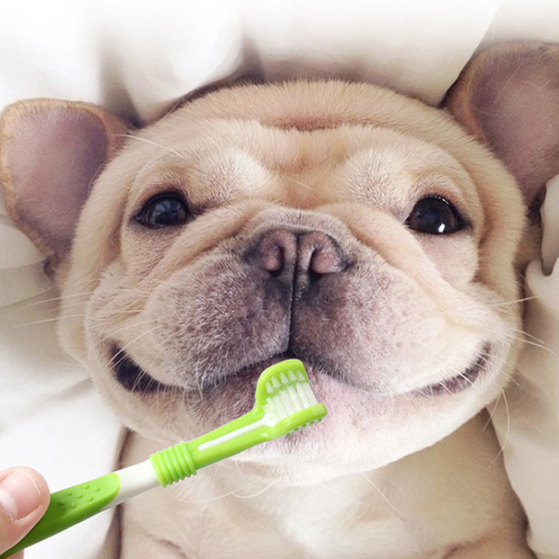Pet dental care kit with toothbrushes and silicone finger brushes, designed for dogs and cats, displayed clearly for easy at-home oral hygiene.