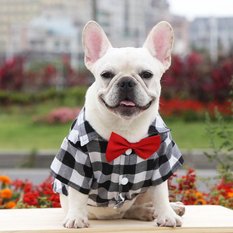 Dog wearing the black plaid dog shirt suit with a bow tie. Elegant and comfortable pet outfit, perfect for special occasions and everyday style