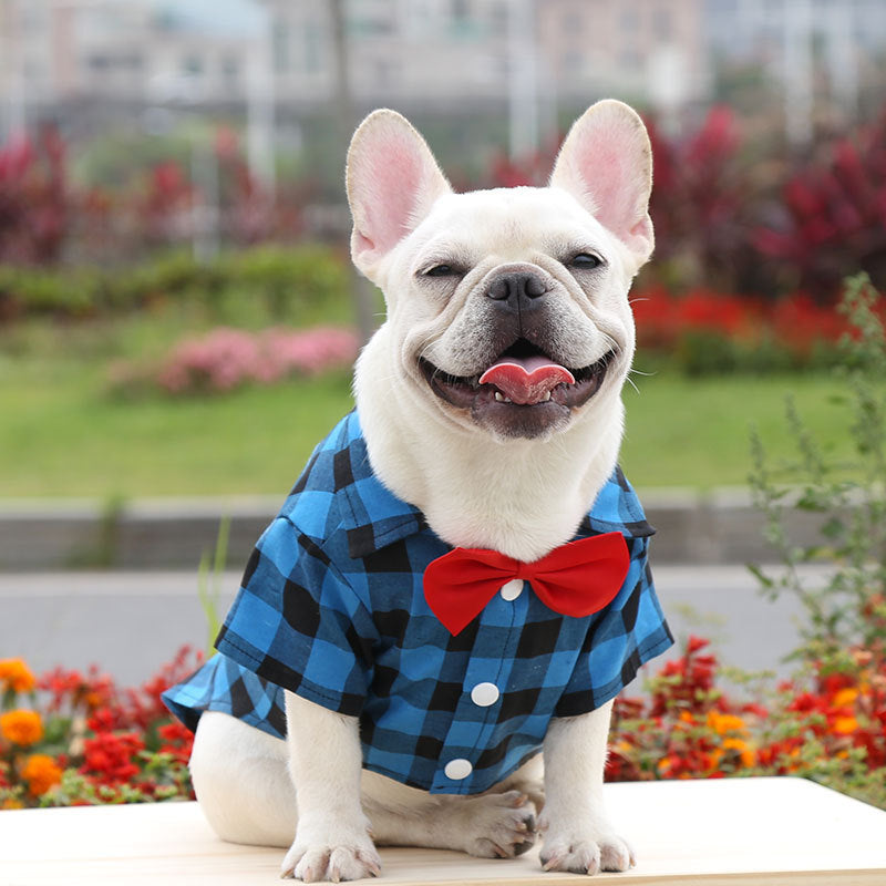 Dog wearing the blue plaid dog shirt suit with a bow tie. Elegant and comfortable pet outfit, perfect for special occasions and everyday style