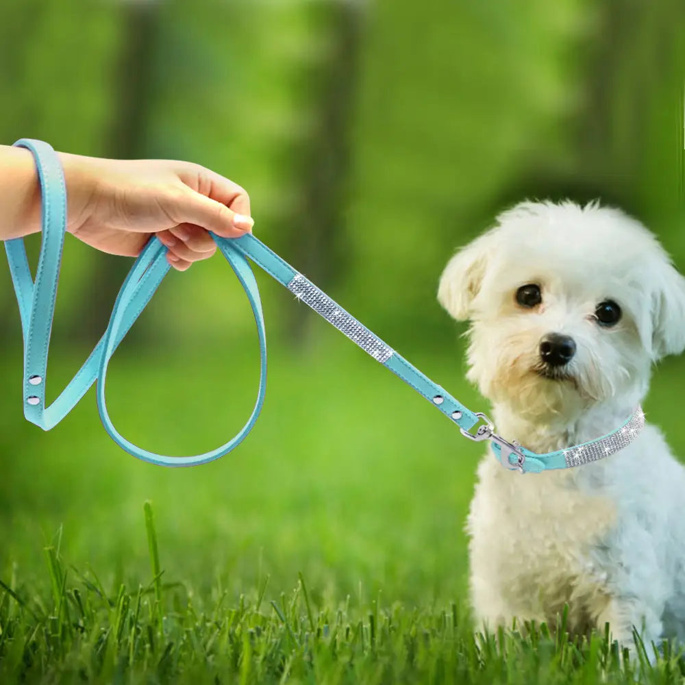 Guide to Choosing Leashes and Collars for Your Dog