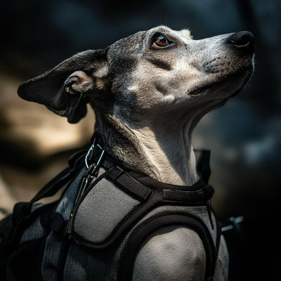 Dog Training Essentials: Tools for Positive Behavior