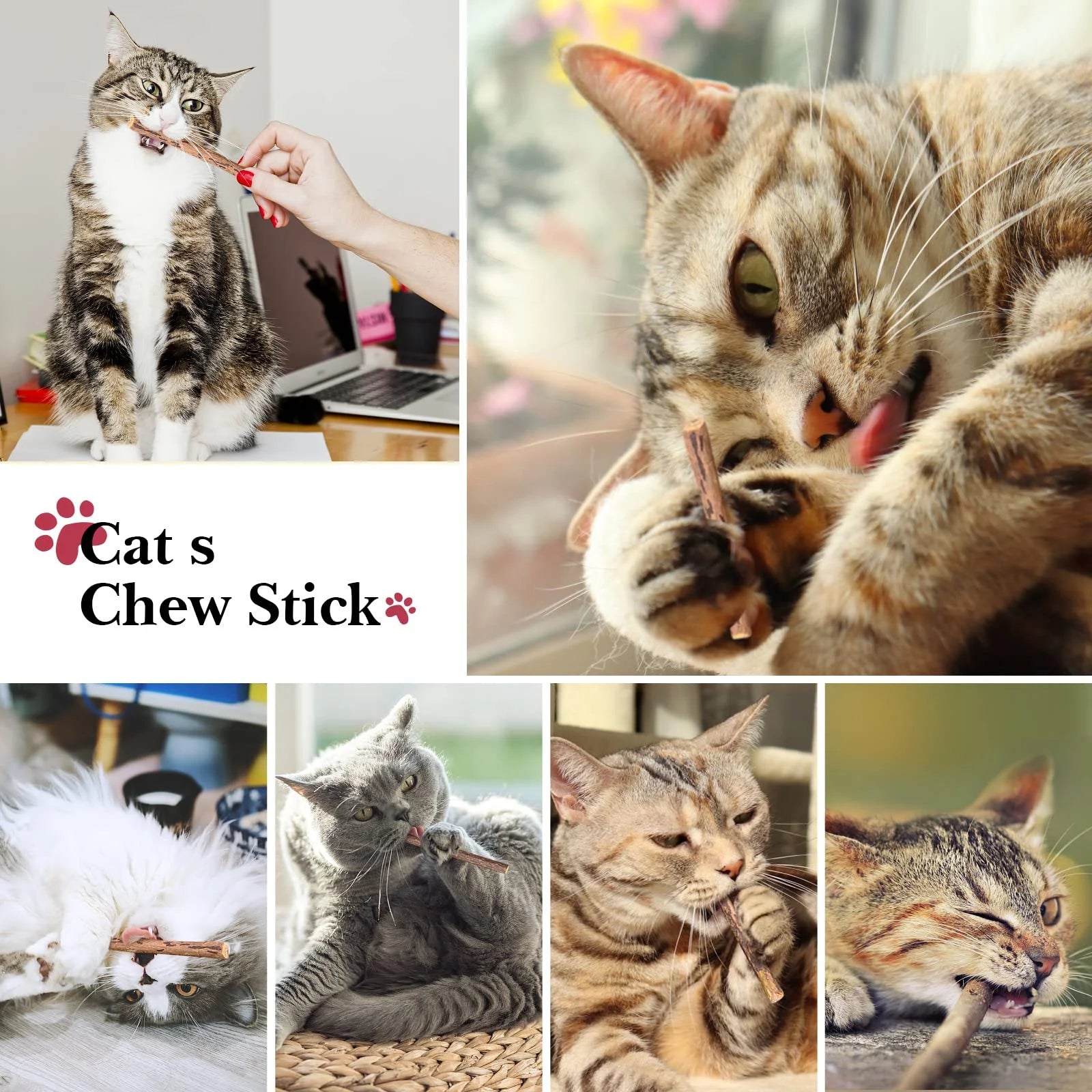 Collage of cats interacting with a 'Cat's Chew Stick' product.