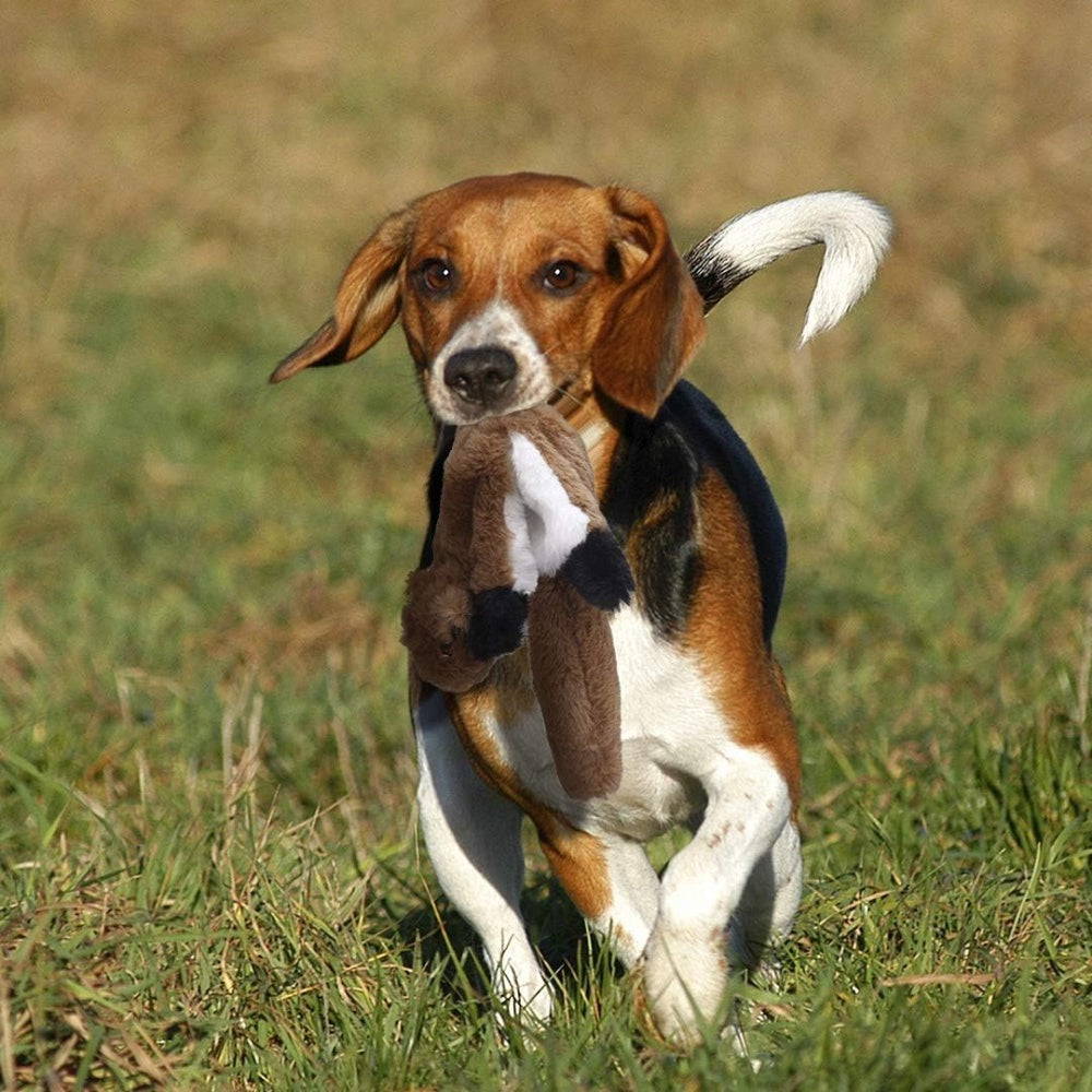 Dog running with a stuffed toy in a grassy field