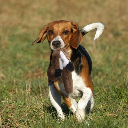 Dog running with a stuffed toy in a grassy field