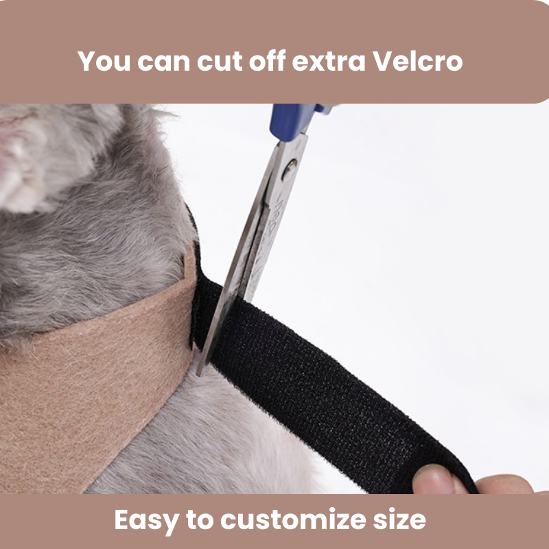 Big Spider Halloween Pet Costume for Dogs and Cats - Happy Pets