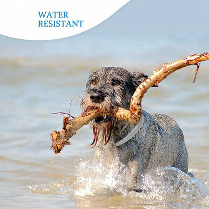 dog with the flea and tick collar on the water 