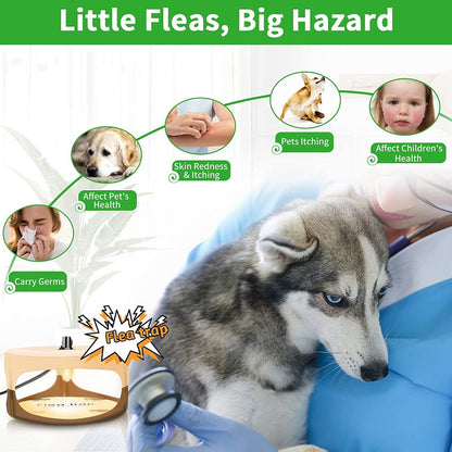 Dog with flea trap and health effects of fleas on humans and pets, with text 'Little Fleas, Big Hazard'.