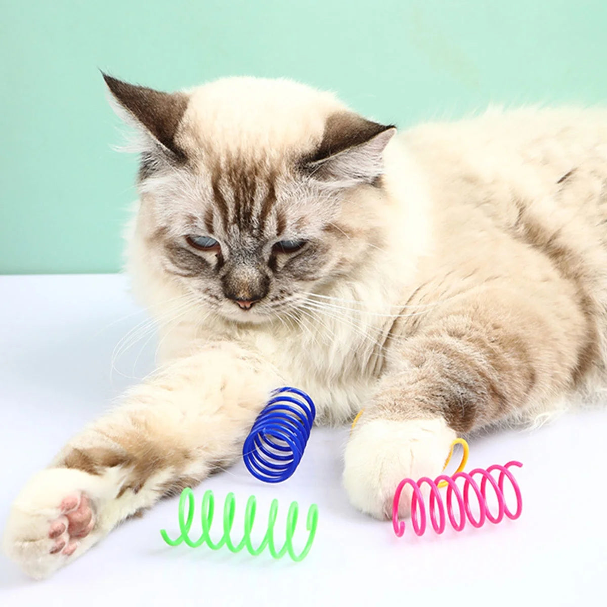 Cat playing with colorful pet toys on a light blue background