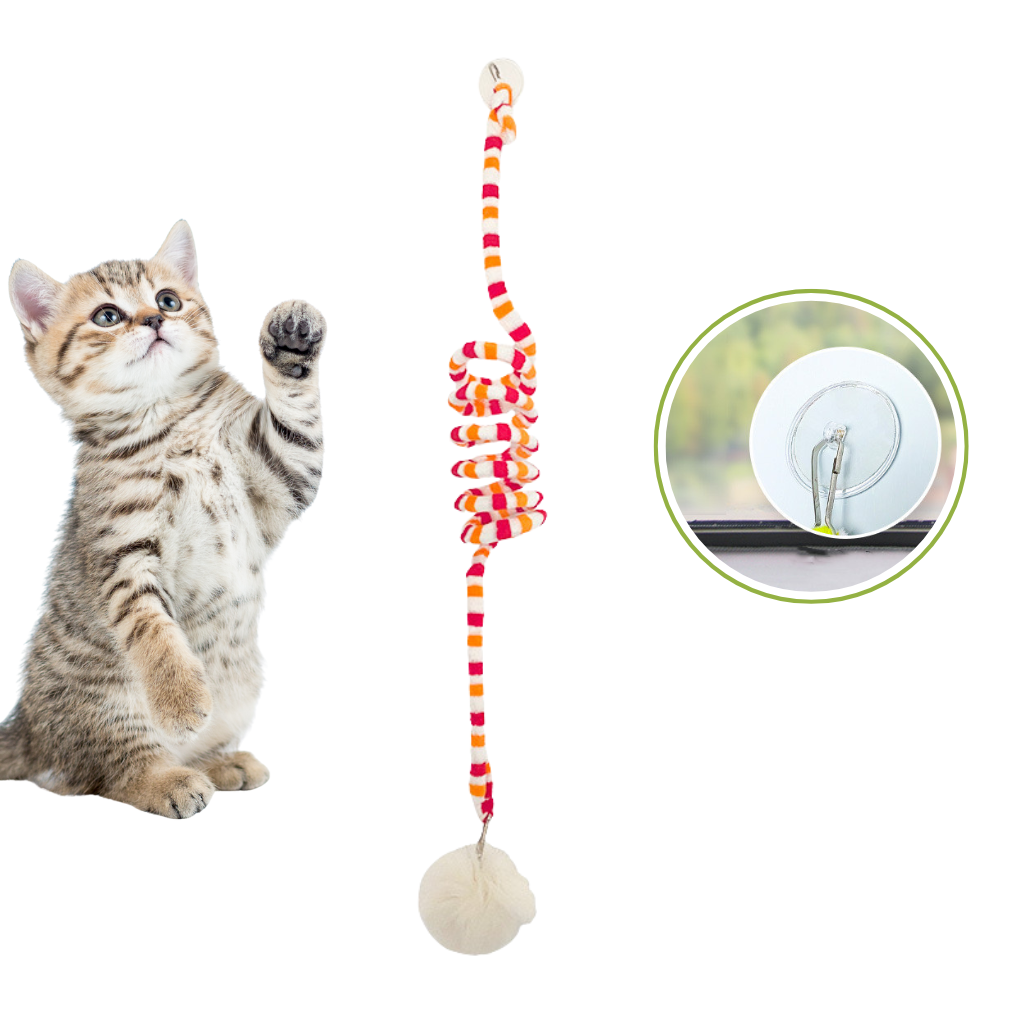Cat playing with a colorful spiral Interactive Cat Hanging Toy with a ball at the end on a white background.