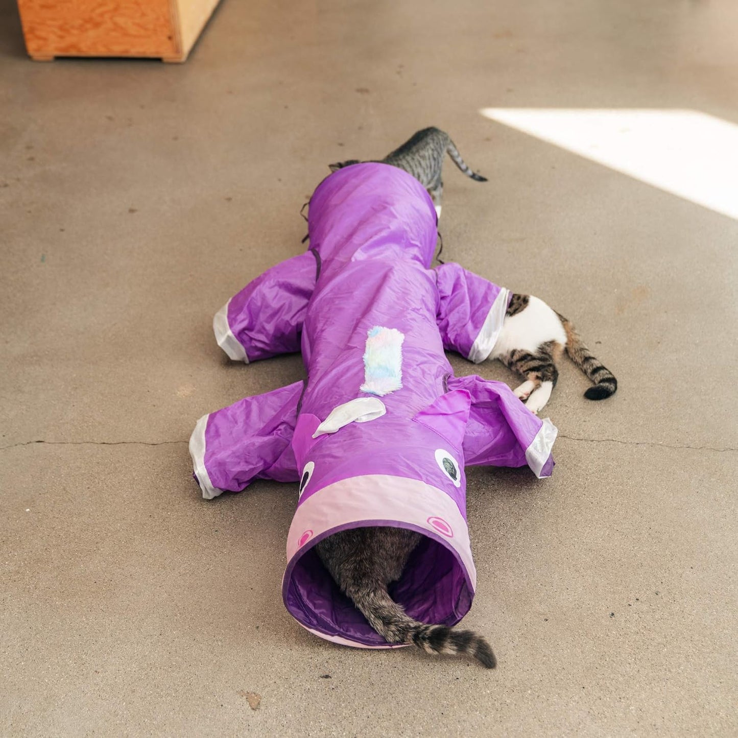 Cat playing with a purple inflatable tube toy on a concrete floor.
