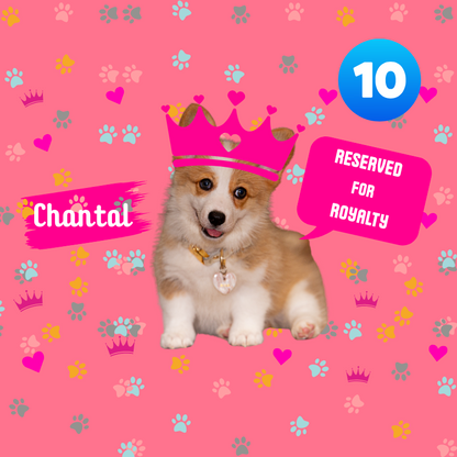 Dog with a pink crown on a pink background with decorative elements