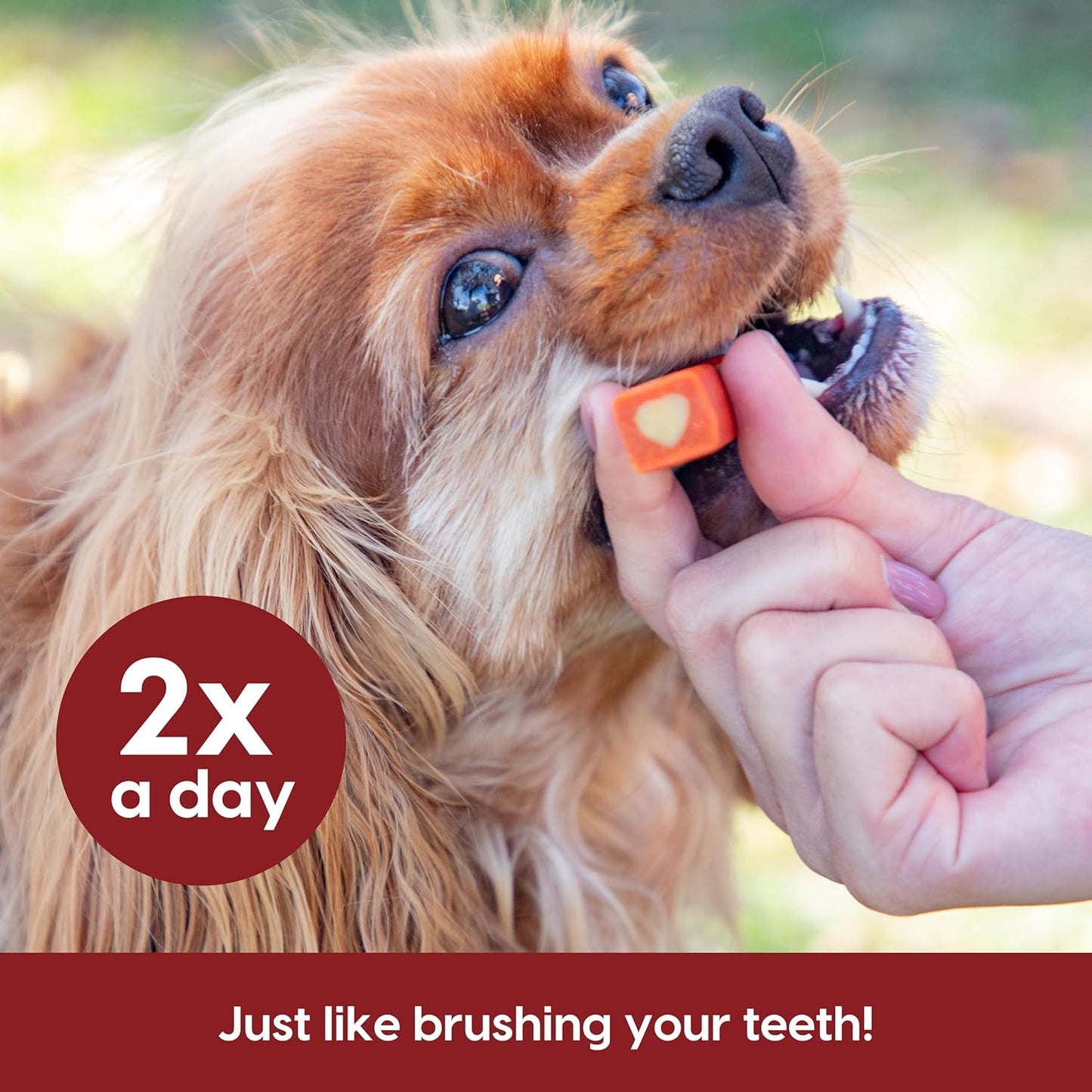 Dog being given a chew toy with text about brushing teeth twice a day.