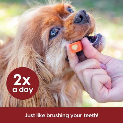 Dog being given a chew toy with text about brushing teeth twice a day.