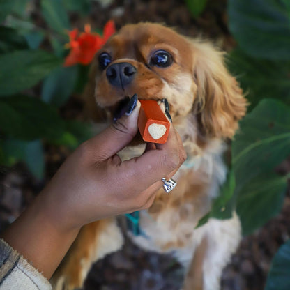 Dog looking at a small red toy held by a person with green foliage in the background
