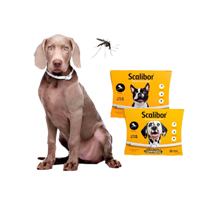 big dog showing the variant gray 