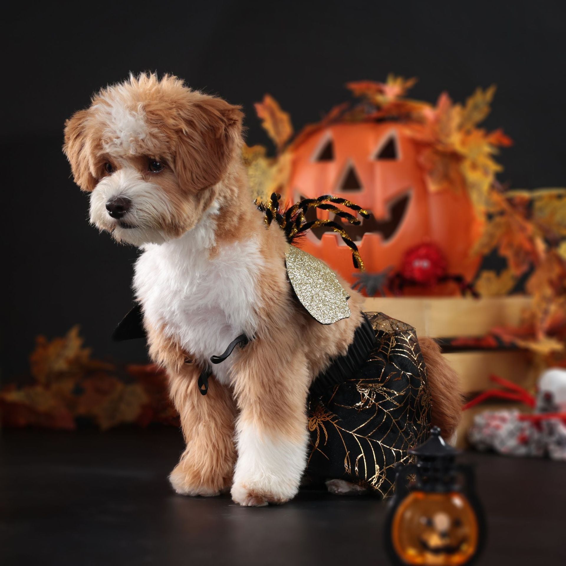 Dog in a Halloween costume with pumpkins and leaves in the background