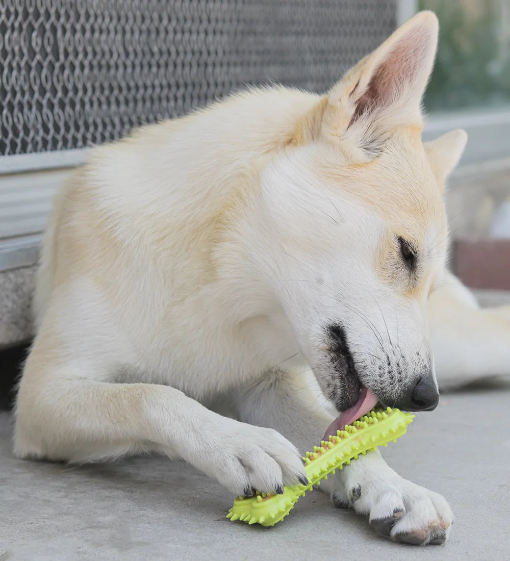 Dog playing with a green chew toy on a concrete surface.