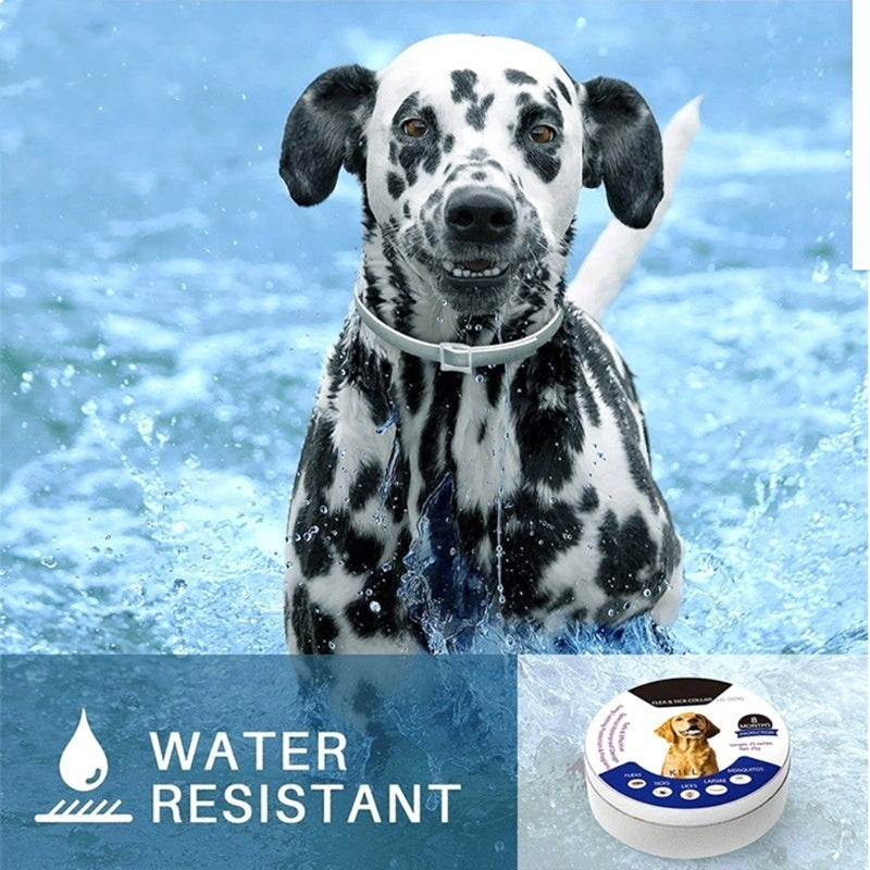 Waterproof adjustable flea and tick collar for dogs and cats, 25in gray dog in water
