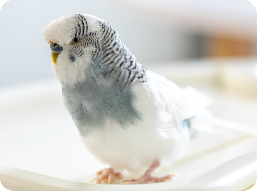 white bird representing bird essentials banner