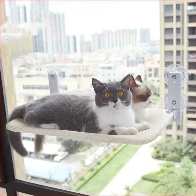 Cat suction cup window glass hammock pet cat pets products -