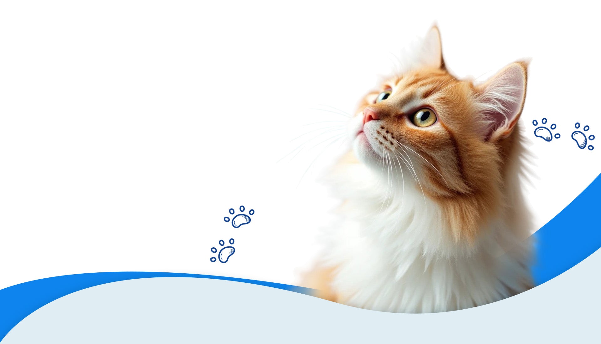 cat looking up representing cat supplies banner image 2