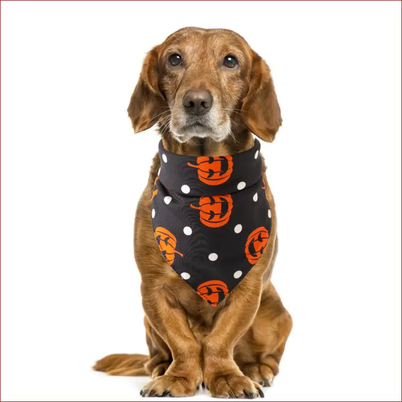 Halloween pet saliva towel - Polka pumpkin - accesories