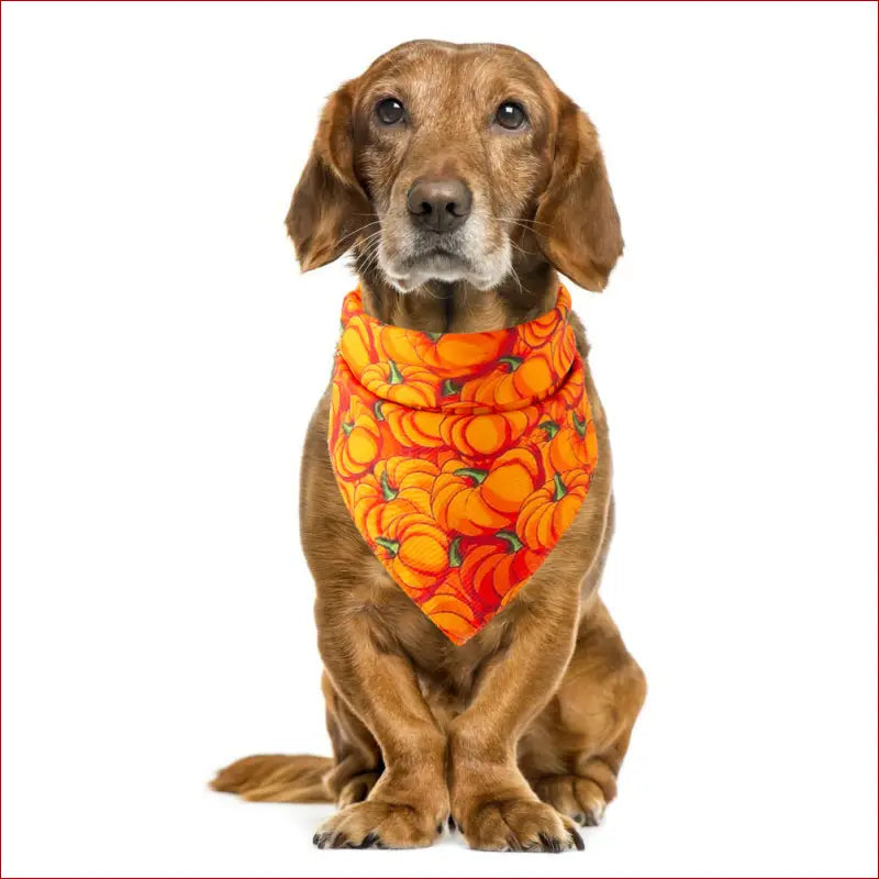 Halloween pet saliva towel - Pumpkin - accesories