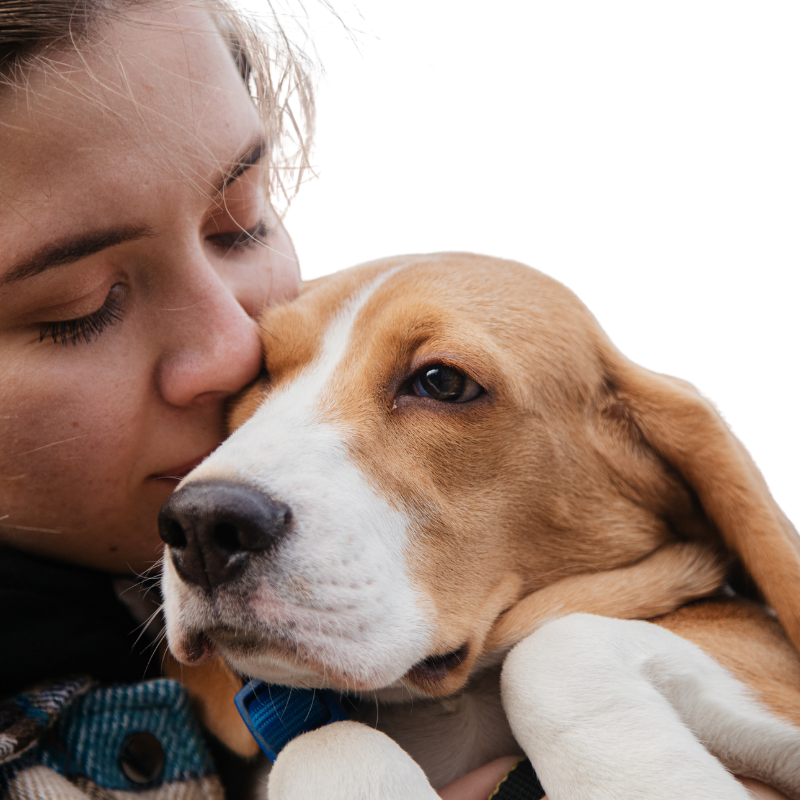 Woman kissing a brown and white dog on a white background