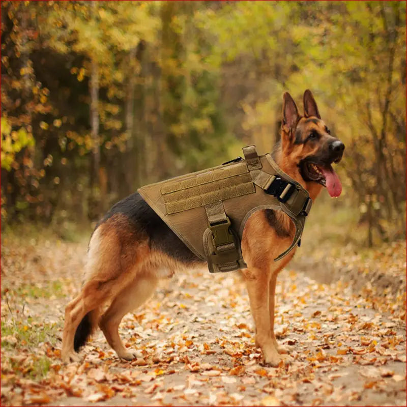 Outdoor tactical dog vest for large dogs - pet accesories