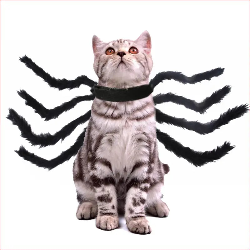 Pet cat dog halloween creative spider costume - Black / L -