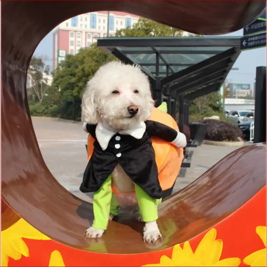 Pet halloween costume - pet clothes