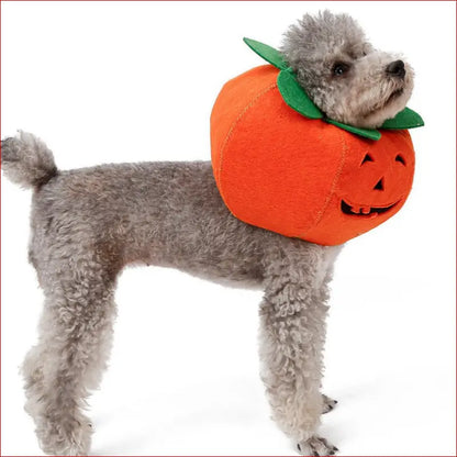 Cute Pumpkin Collars for Pets. Perfect Halloween Accessories. - Happy Pets